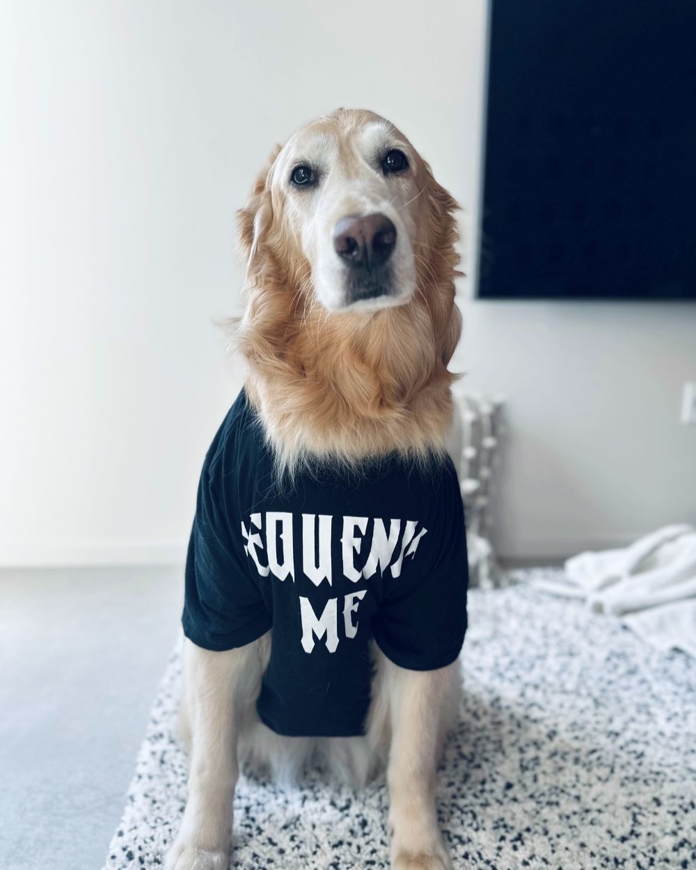Pants — Brand Ambassadog