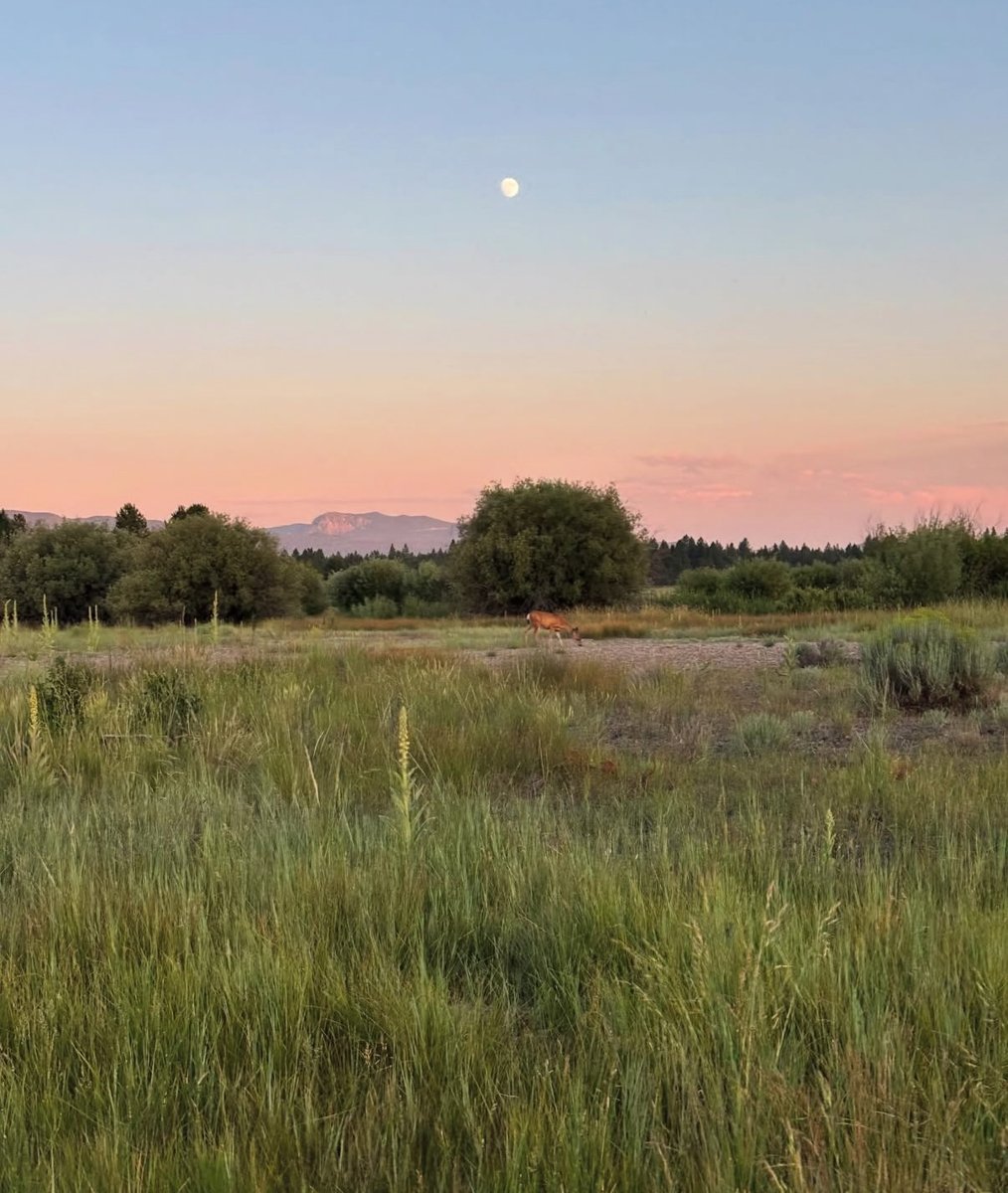 A deer at dusk under a full moon